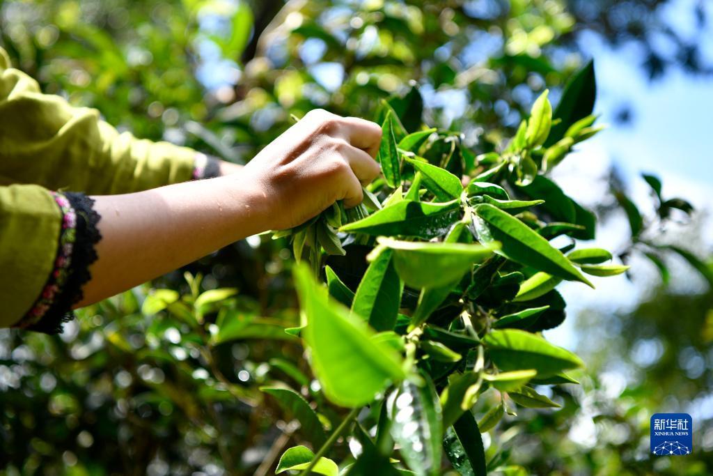 菠菜游戏单机